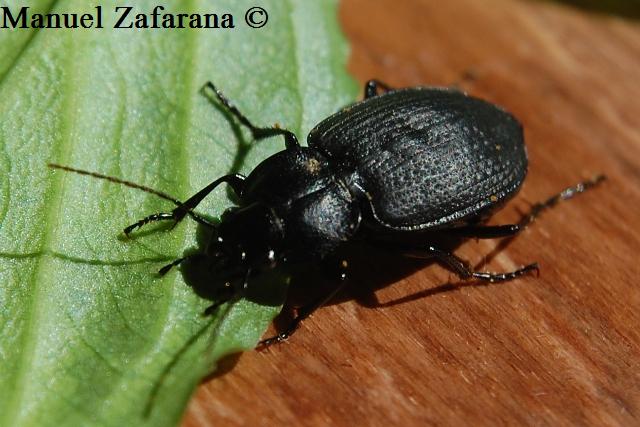 Carabidae da identificare... Licinus punctatulus